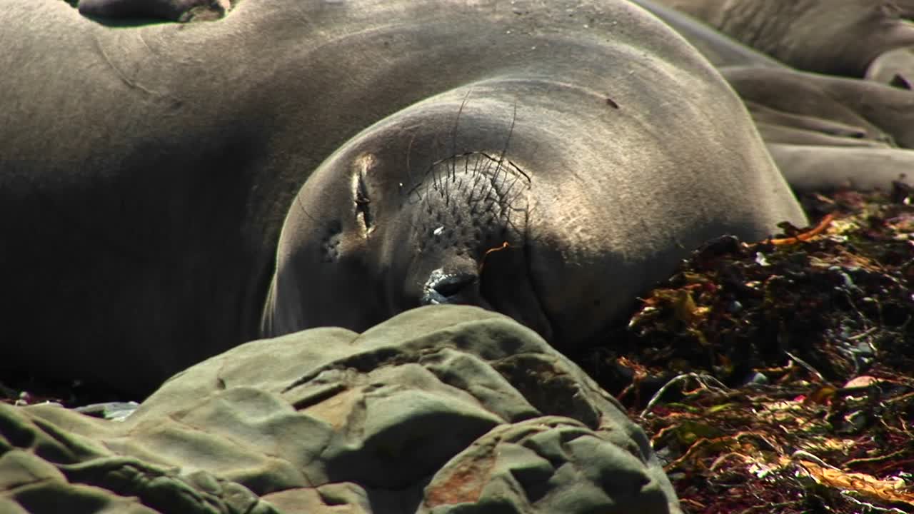 캘리포니아 태양을 쬐고 있는 항구 바다표범의 근접 촬영