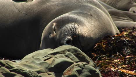 closeup of a harbor seal basking in the california sun