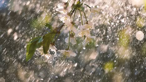 cherry blossoms in the rain