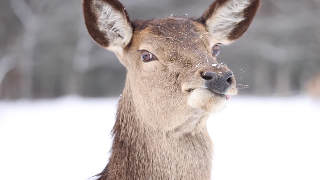 Elg i nærbillede, går i slow motion om vinteren