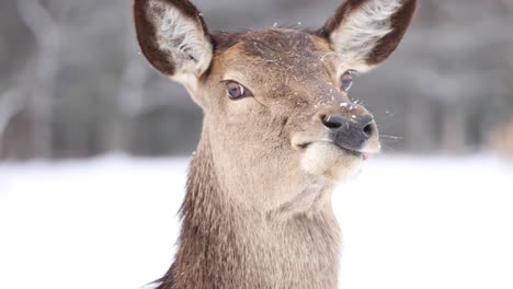 elk close up walking slow motion in the winter