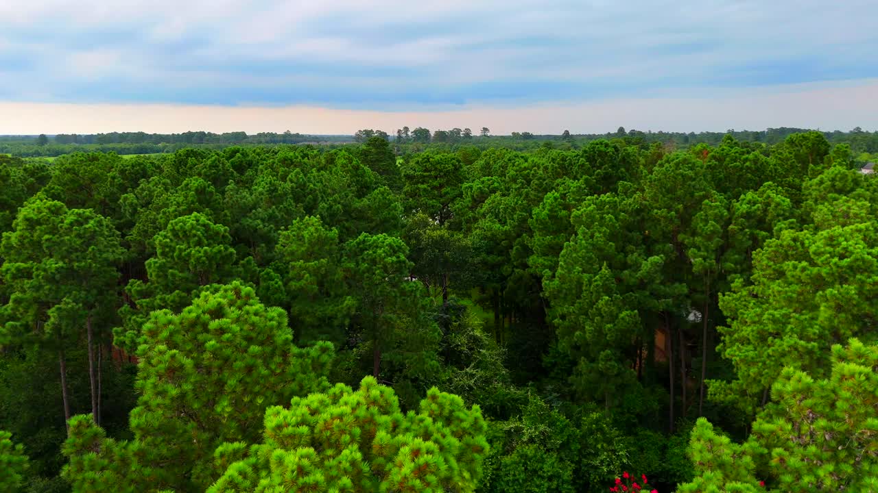 A drone shot over tall tress in the forest or woods, in the daytime