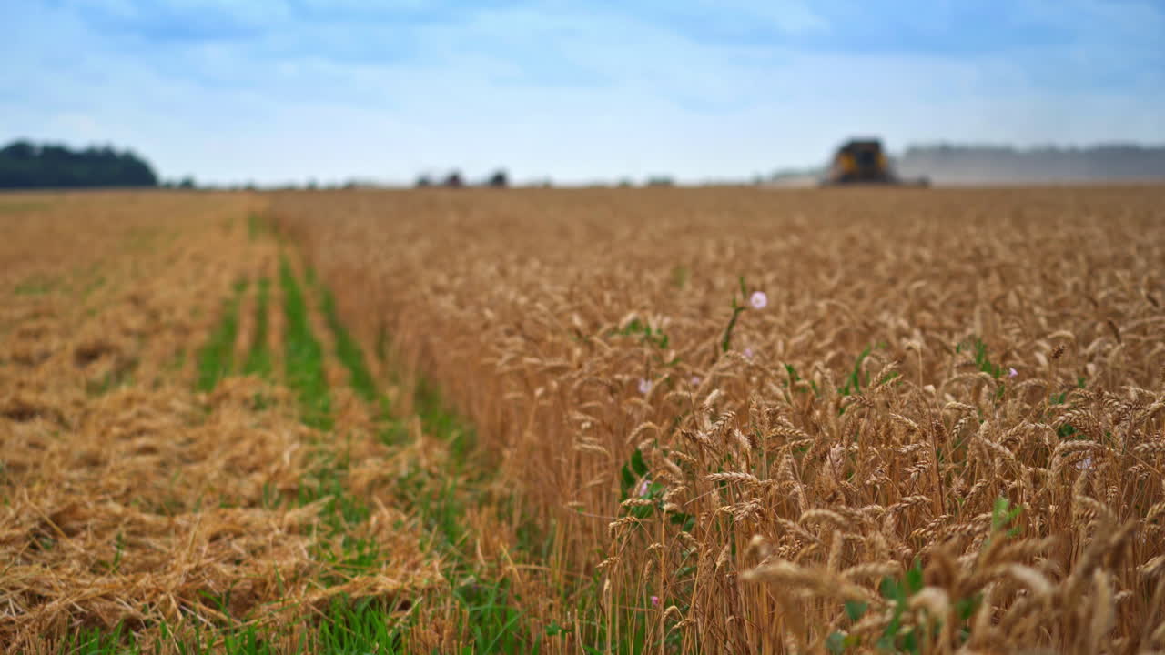 Wheat harvest ready to harvest. Wheat field ready to be harvested and transported