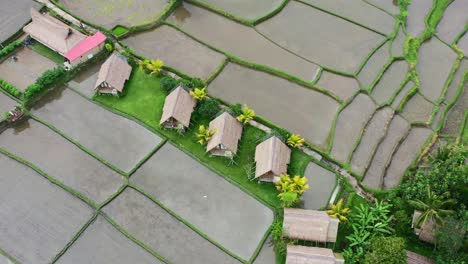 aerial-top-down-view-of-rice-field-huts-after-a-harvest-in-Ubud-Bali