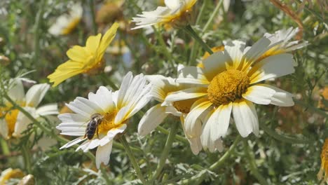 Honigbiene-Landet-Auf-Gänseblümchen-Wildblumen-Auf-Einer-Wiese,-Nahaufnahme,-Zeitlupe