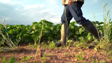 vista lateral del agricultor con botas de goma en un campo verde bajo los rayos del sol al atardecer