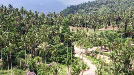 tropical palm tree jungle valley in thailand with touristic paths