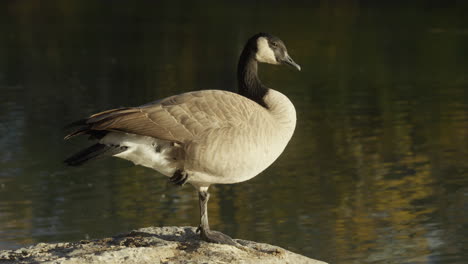 Close-up-of-a-duck-by-the-lake,-sunset