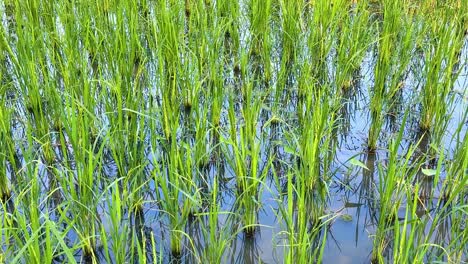 vibrant green rice plants in flooded field