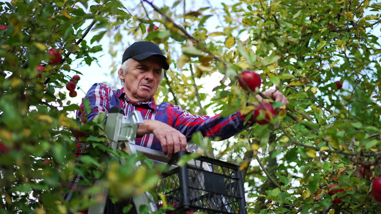 Apple harvest gathering in early autumn season. Aged farmer on the step-ladder picking red fruit into a box.