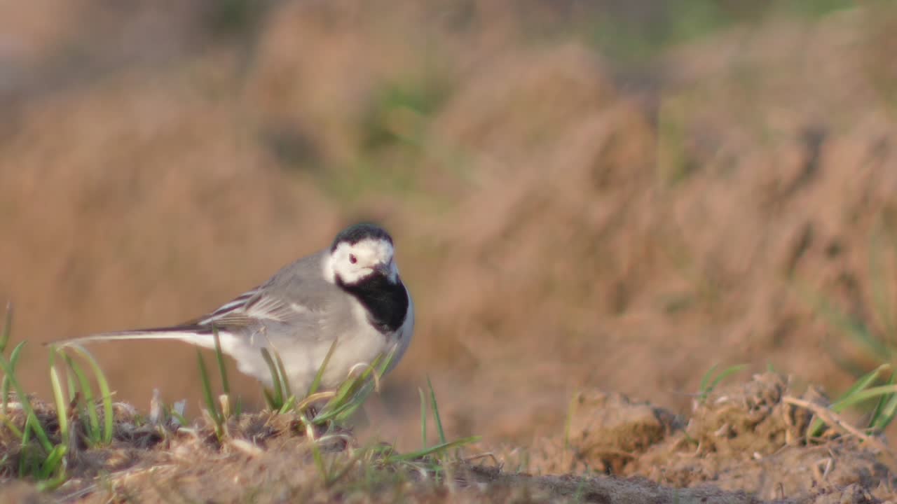 땅에서 곤충을 찾는 얼룩덜룩한 할미새