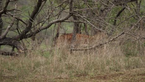 panning nyala walking through the dry brush at a distance
