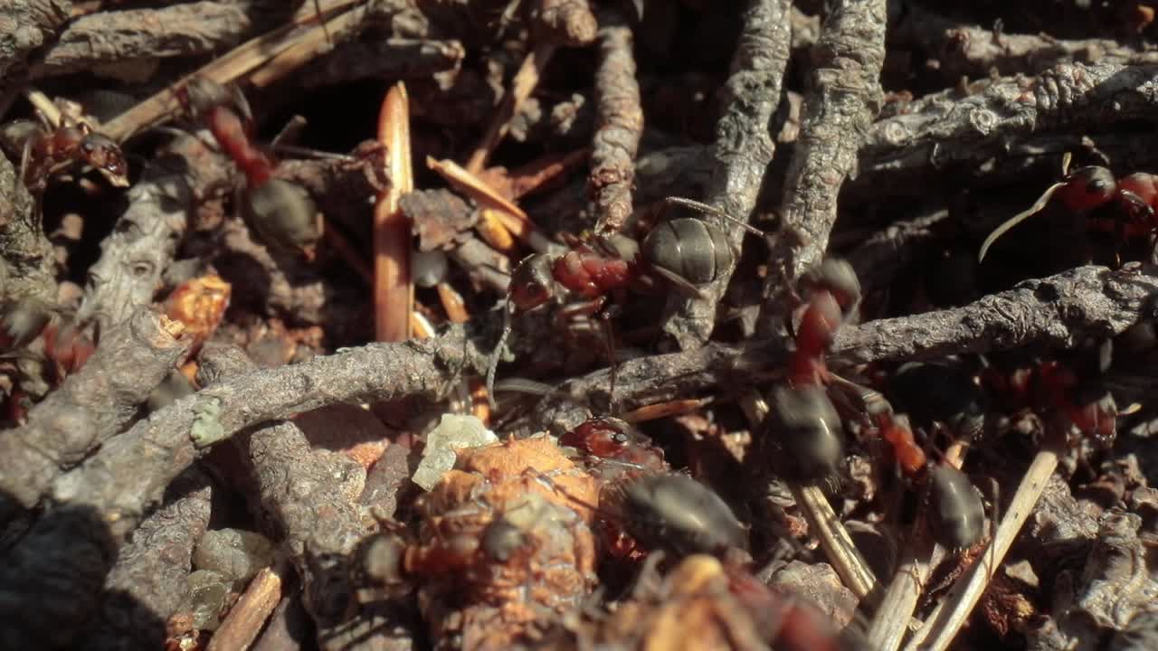 숲 속의 야생 개미 언덕 슈퍼 매크로 클로즈업  ⁇