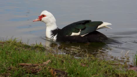 duck swimming by lake shore searching for food on shallow water, closeup isolated bird