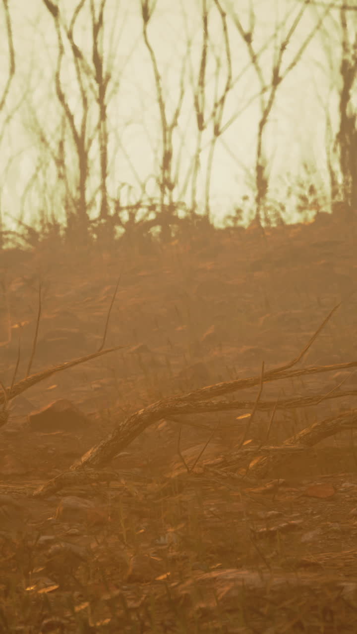 Dry landscape shows aftermath of forest fire in a desolate area during sunset