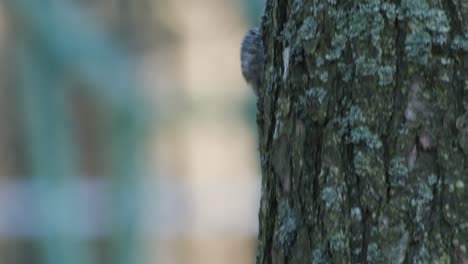 treecreeper bird climbing vertical on tree trunk bark feeding eating