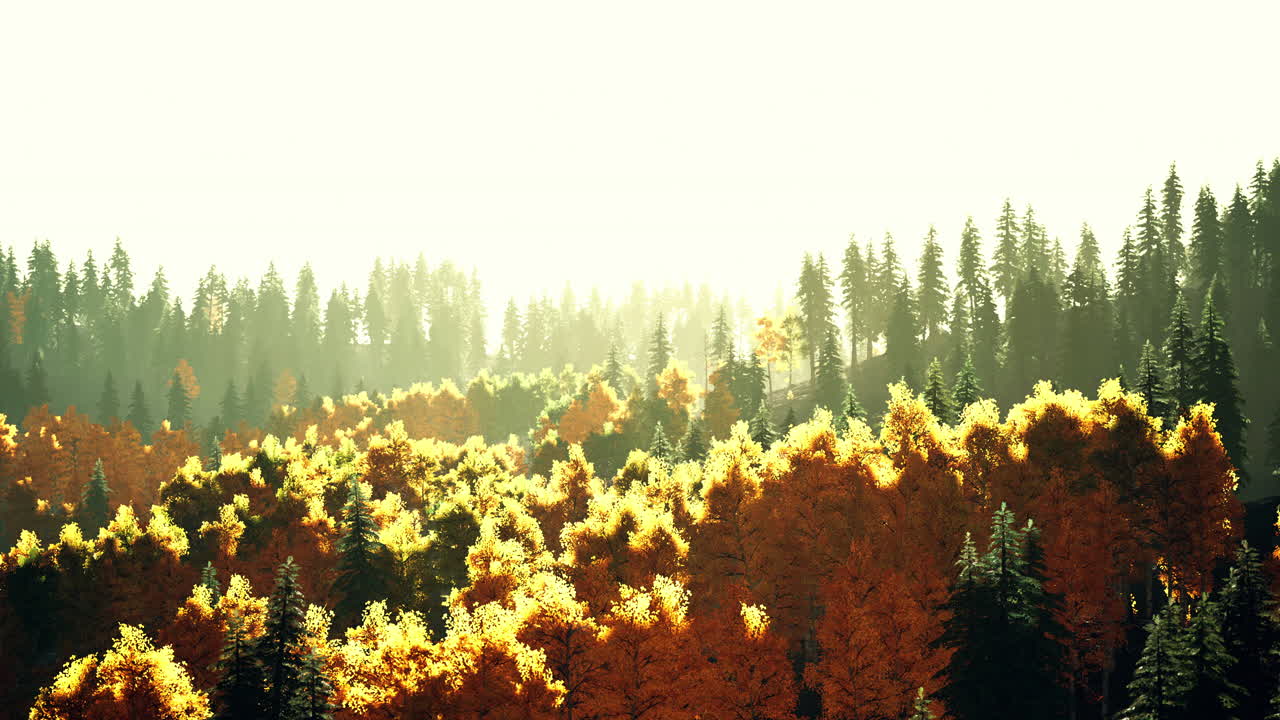 빛이 있는 가을의 숲