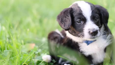 black and white puppy in grass