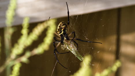 una araña de jardín amarilla que teje una red en fayetteville, arkansas - de cerca