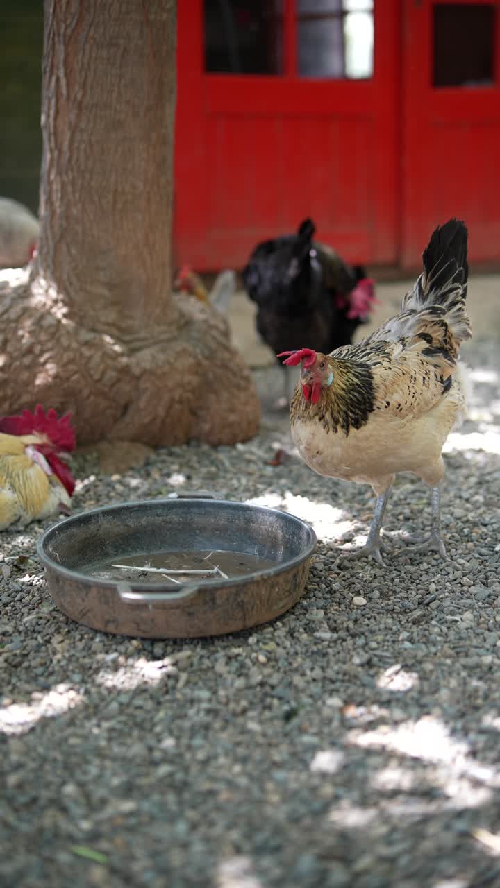 농장 에서 물 을 마시는  들