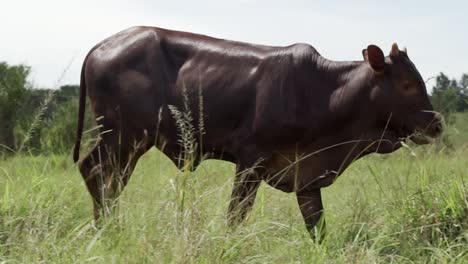 side view of ankole longhorn calf walking in the grassland in uganda, africa