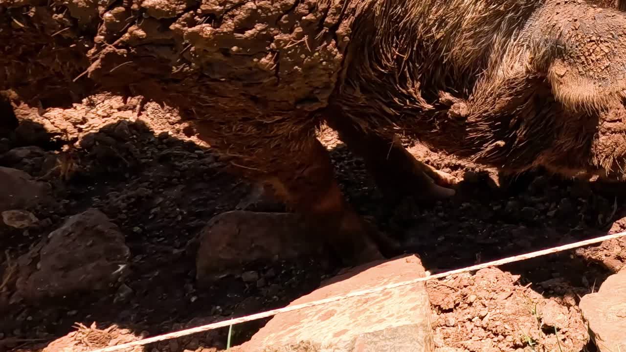 Two pigs closely examine and interact with a muddy area, showcasing their natural behavior in a sunlit environment.