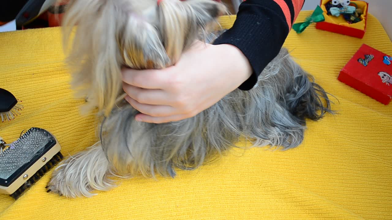 Schönes Fell bei einem Yorkshire Terrier. Hund Yorkshire Terrier
