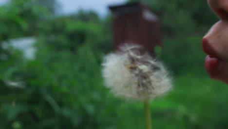 child blowing dandelion