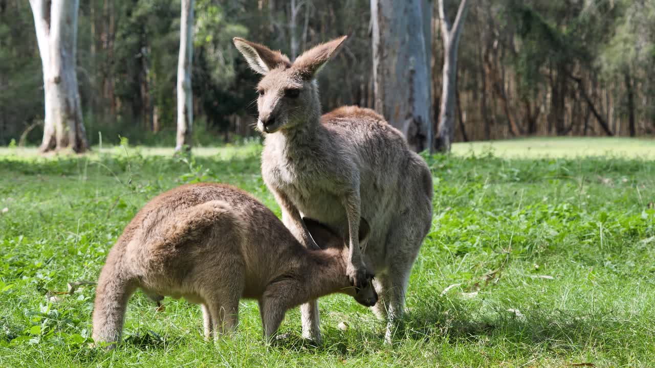 madre canguro con su brazo alrededor de un bebé joey con el padre de pie de guardia en el fondo