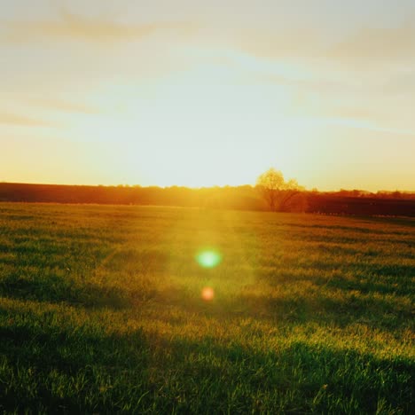 beautiful scenery - green meadow at sunset with a lonely tree on the horizon 2