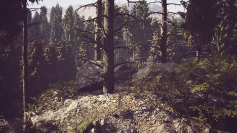 exploring the serene forest landscape in finland with trees and rocks