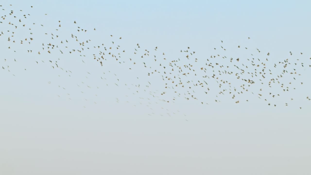 네덜란드 텍셀의 일몰에 푸른 하늘을 나는 새 떼