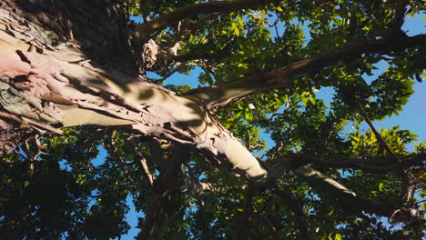 A steady shot through the trees to the blue skies above