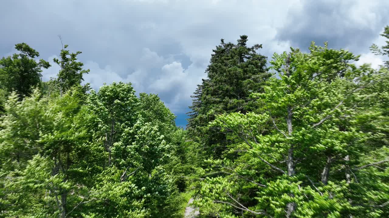 горный лес под бурным небом