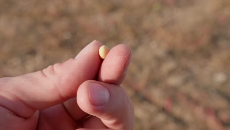 Hand-holding-organic-soybean-between-fingers-and-inspecting-quality