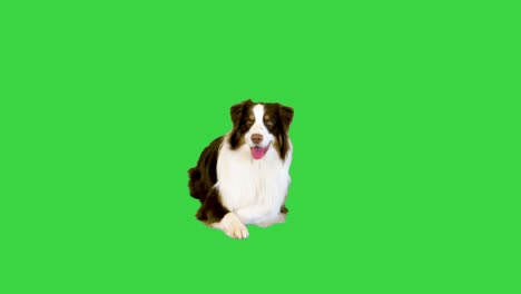 australian shepherd dog sitting and lying down on a green screen, chroma key