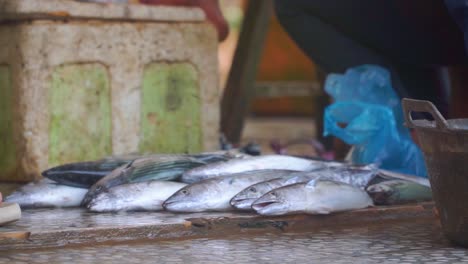 cakalang fish of skipjack tuna on the auction floor