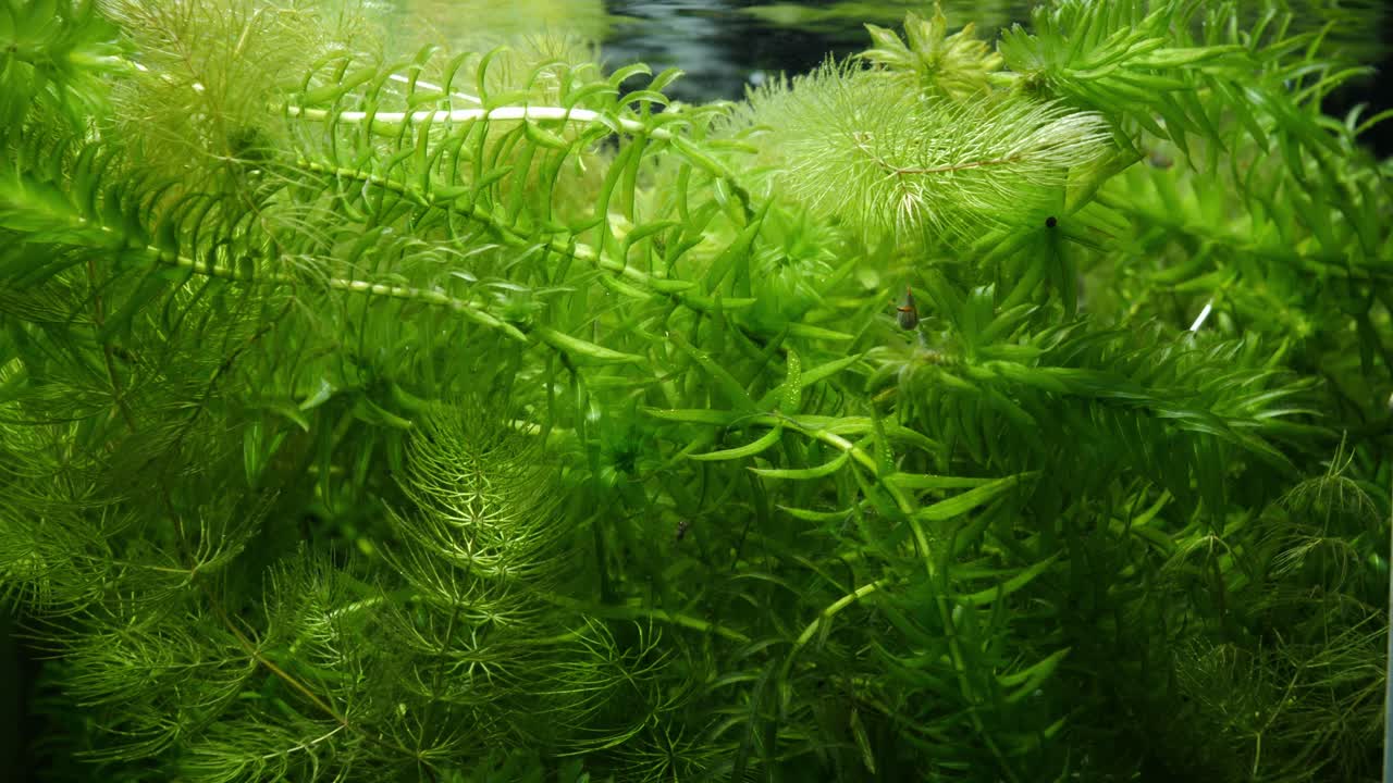 elodea canadensis, ceratophyllum과 같은 수중 식물로 가득 찬 탱크