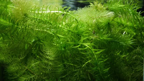 tanque lleno de plantas submarinas como elodea canadensis, ceratophyllum