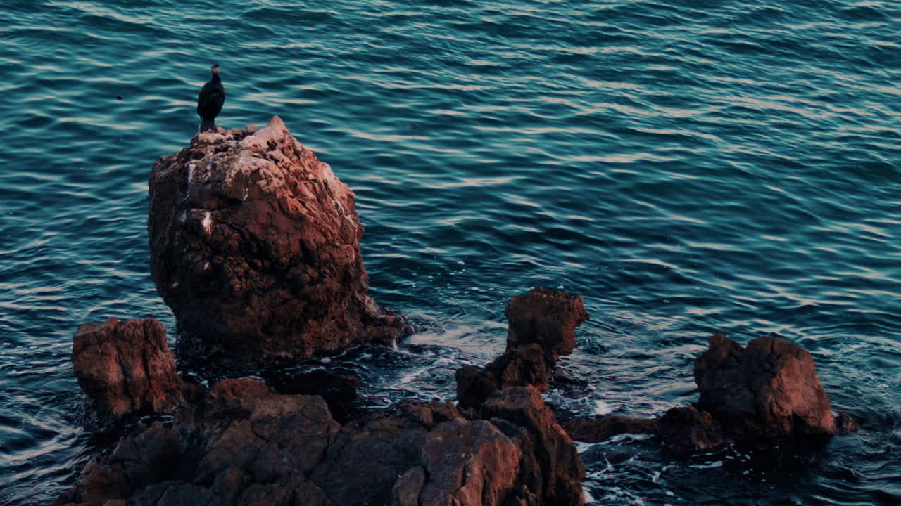Seagull standing on a rock with waves hitting the shore in Cannes, France
