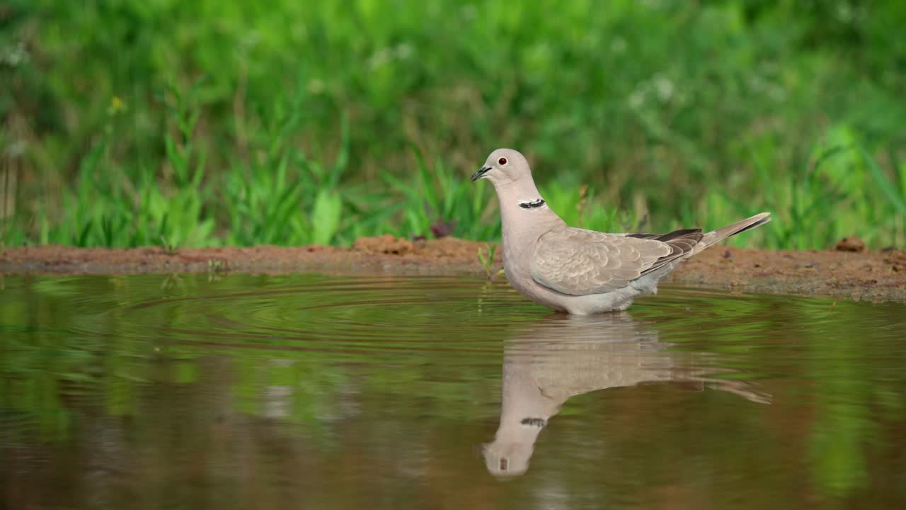 Eurasian collared dove drinking water from a puddle