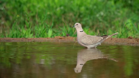 eurasian collared dove drinking water from a puddle