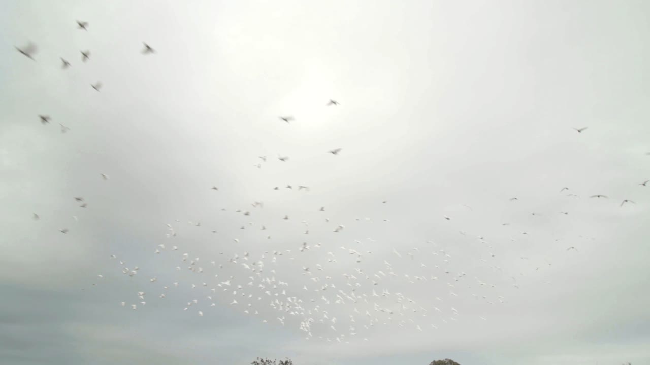 하늘에서 흐린 날 동안 비행 호주 유황 볏 앵무새의 그룹