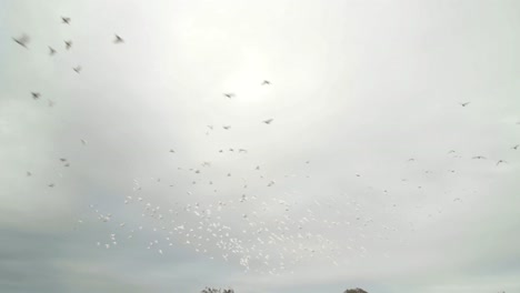 group of flying australian sulphur crested cockatoo during cloudy day at sky
