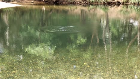 a serene pond reflecting dynamic seasonal changes