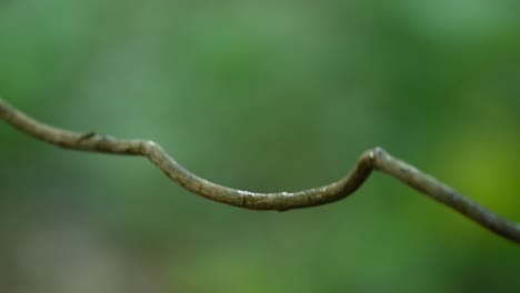 Der-Blassbeinige-Laubsänger-Schüttelt-Seine-Flügel-Und-Federn-Ab,-Bewegt-Sich-Schnell-Und-Fliegt-In-Die-Mitte-Des-Bildes,-Wobei-Er-Beim-Fliegen-Einen-Zitternden-Ast-Zurücklässt