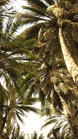palmeras en un paraíso tropical