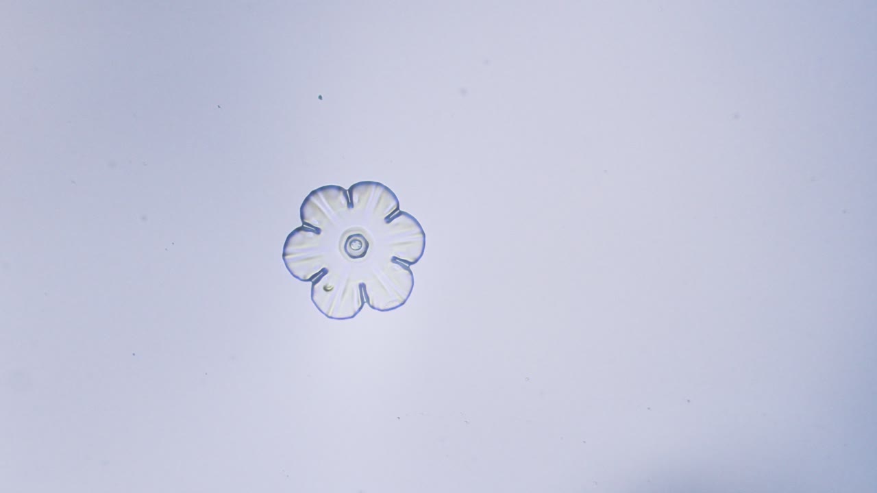 Snowflake ice crystal stellar dendrite under microscope