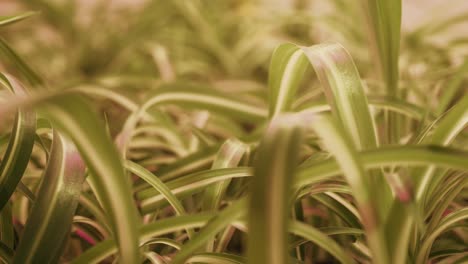 Toma-Inclinada-Que-Captura-La-Bandeja-De-Cultivo-Con-Plantas-Abigarradas-De-Araña.