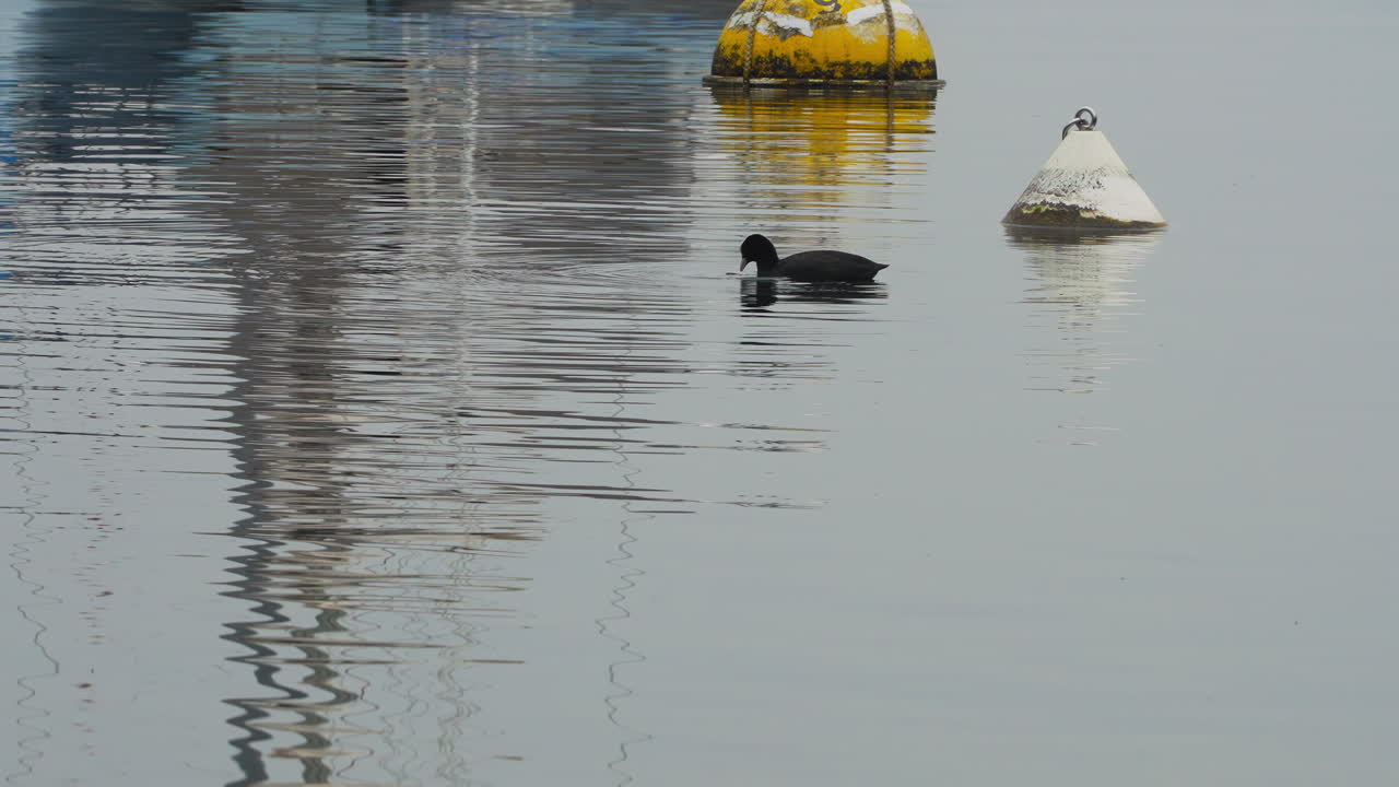 호수 에서 수영 하는 오리